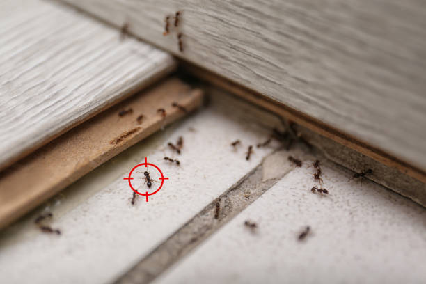 Best Wasp Removal Services  in Wallace, ID