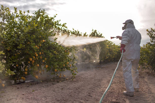 Reliable Wallace, ID Pest Control Solutions