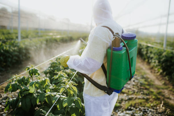Best Termite Control Services  in Wallace, ID